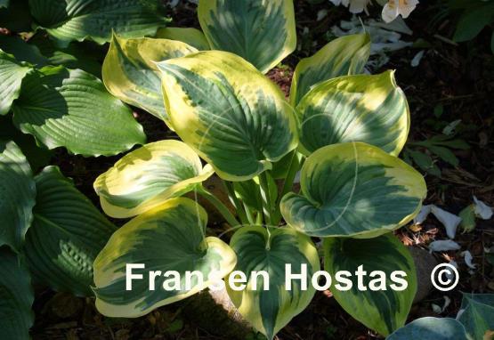 Hosta Broadway